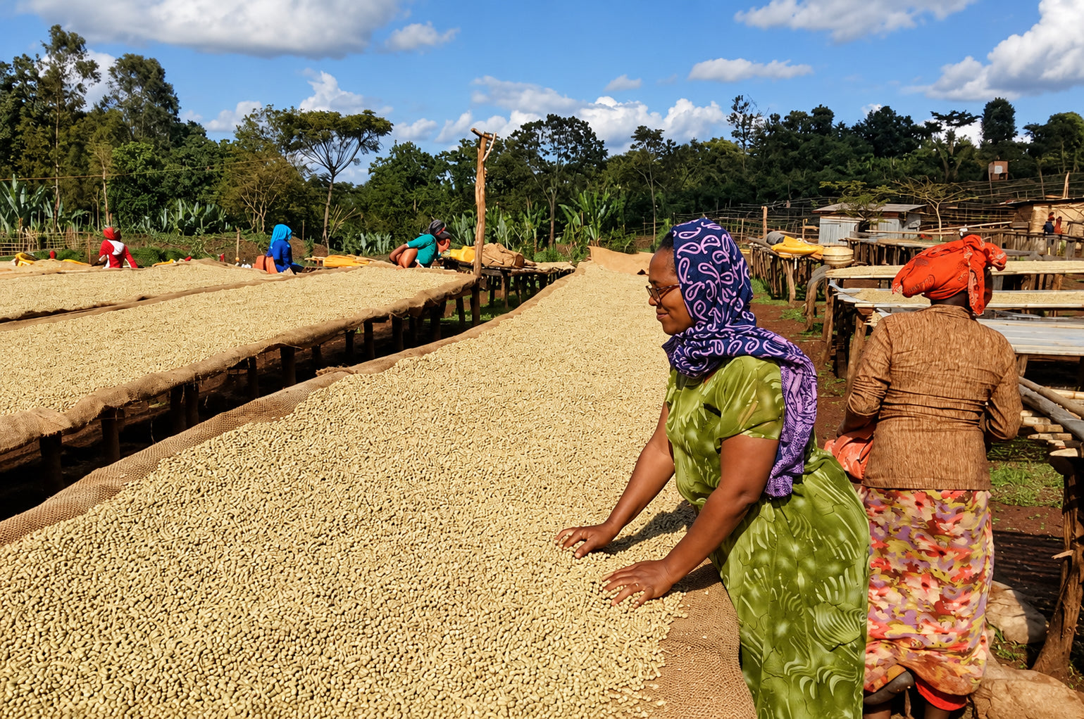 Ethiopia –– Guji Kercha