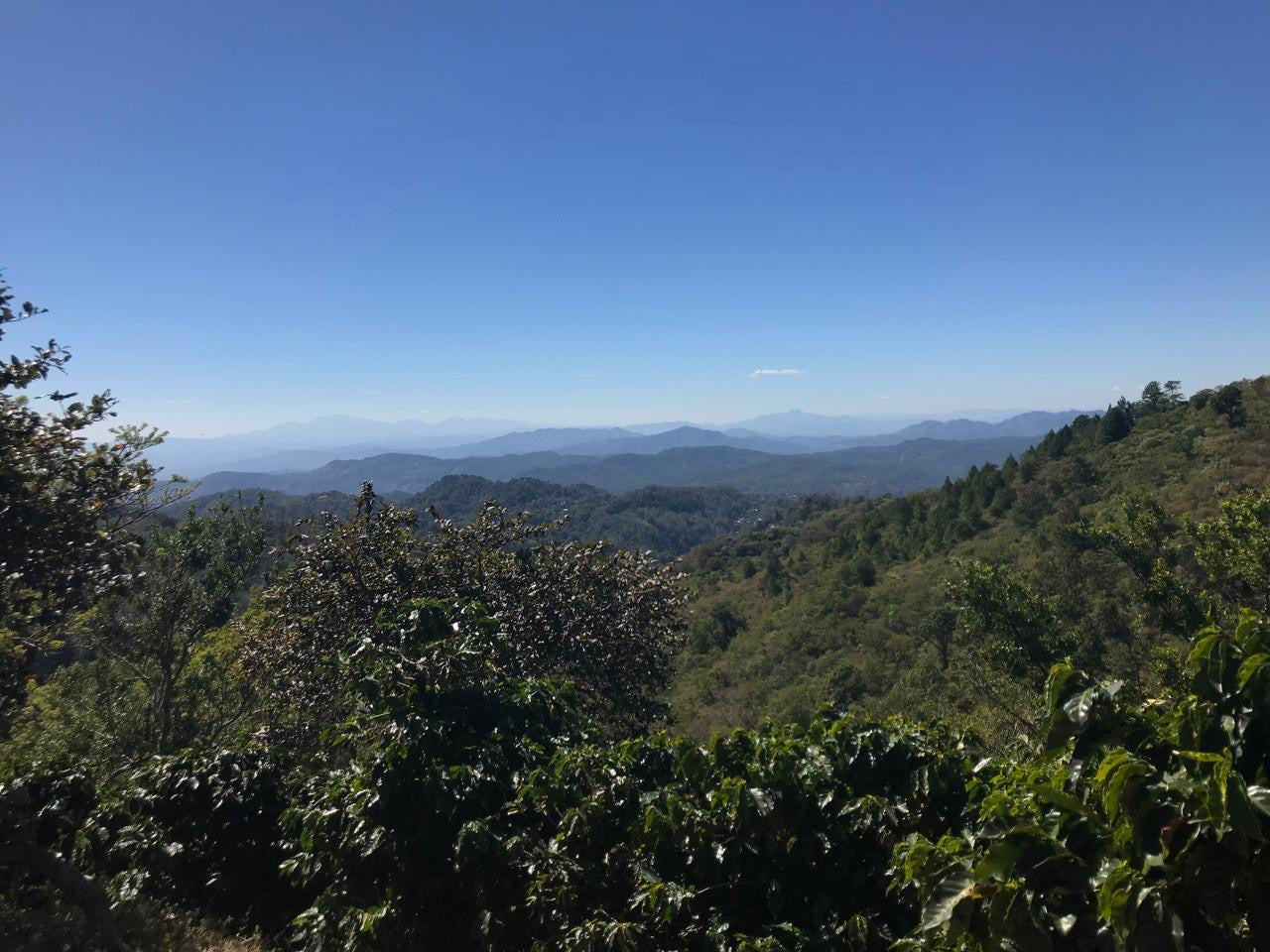 El Salvador –– Noe Ochoa's Honey Gesha