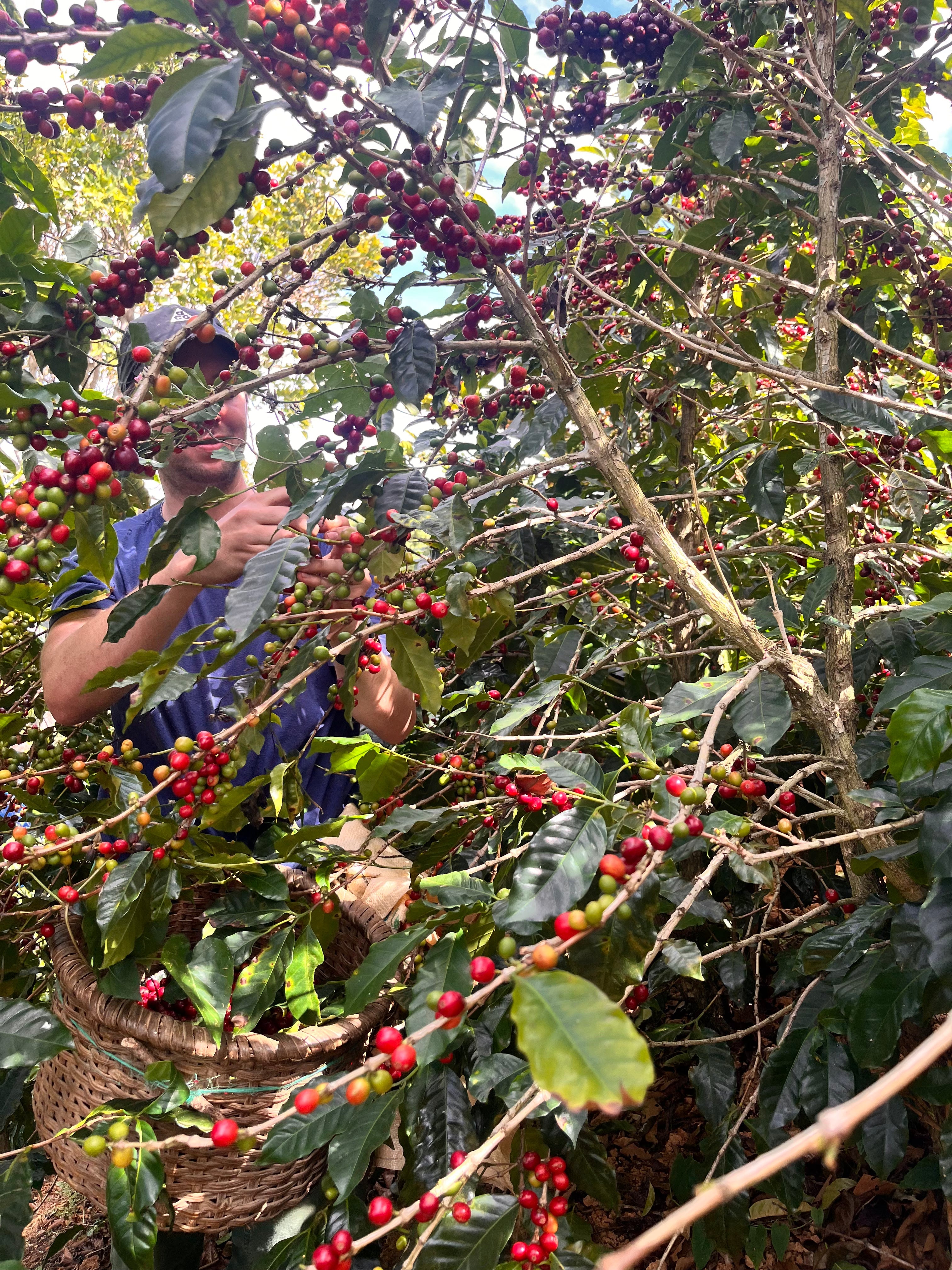 Costa Rica –– Finca Corralar