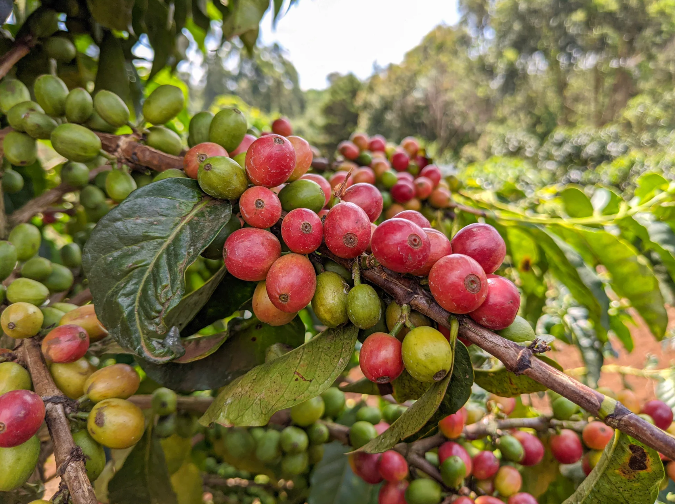 Kenya — Gachatha AA