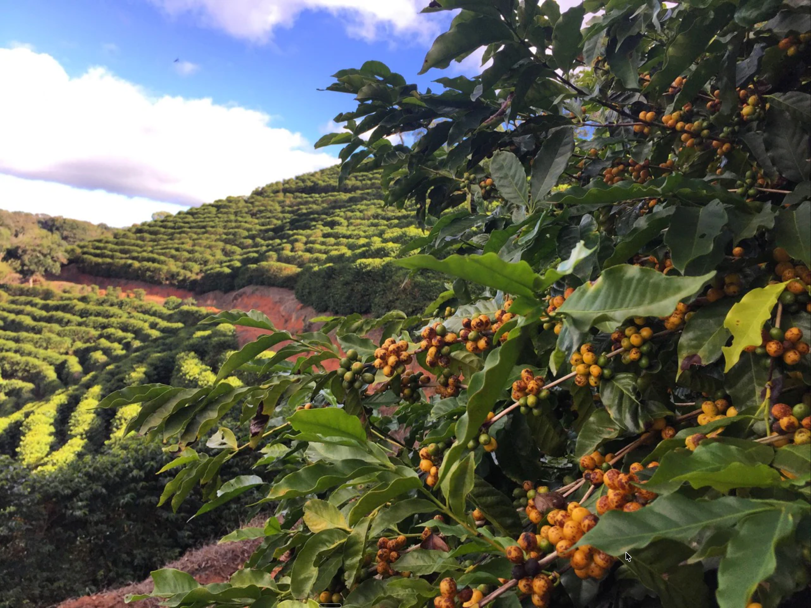 Dark Skies — Peregrine's Flagship Dark Roast