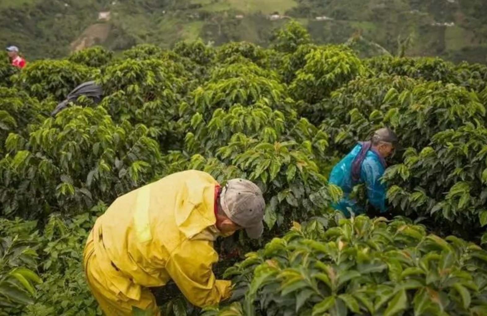 Peru — Finca Guayaquil