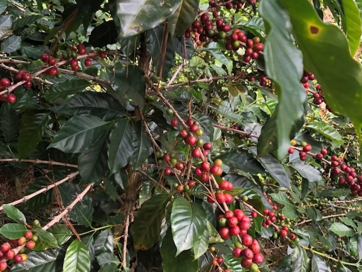 Honduras: Porfilio Lopez Natural Microlot
