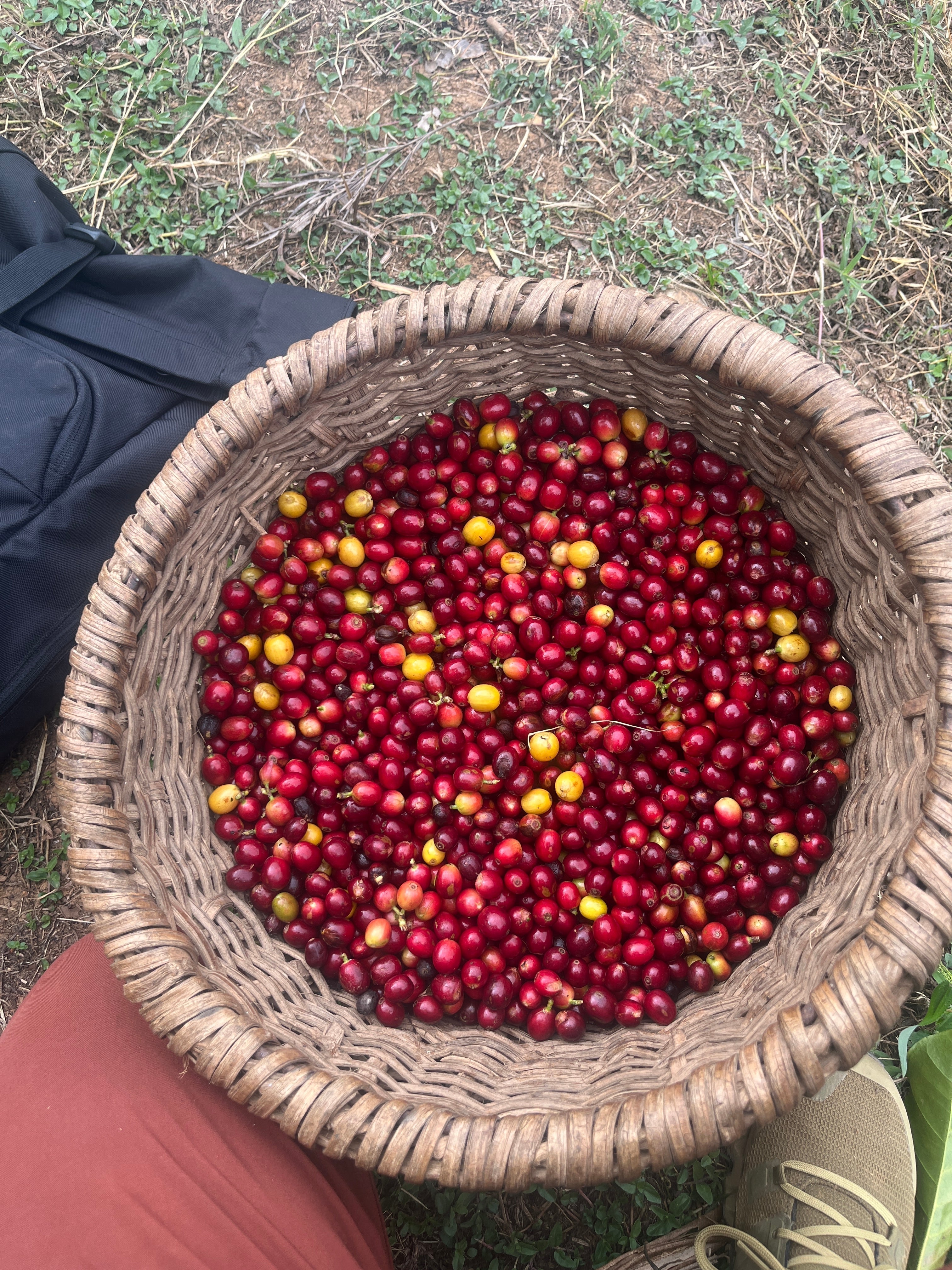 Costa Rica — El Indio