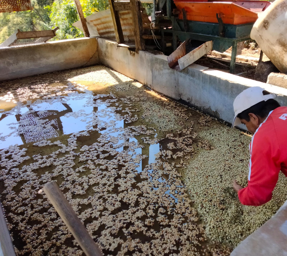 Mexico: Nuevo Paraiso