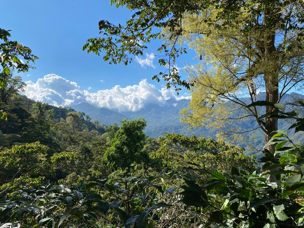 Mexico –– Nuevo Paraiso