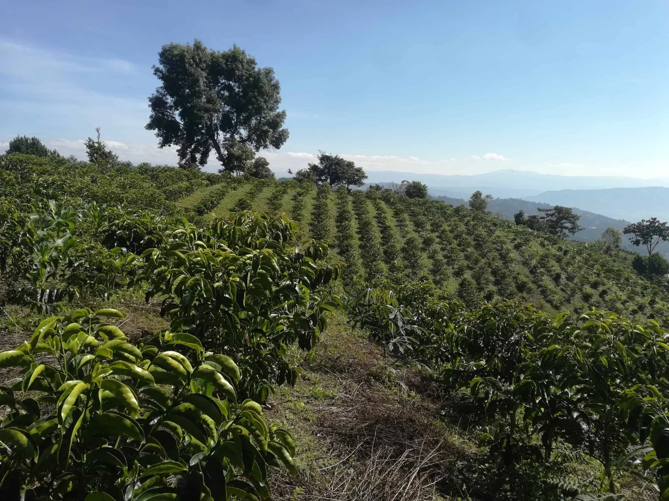 Colombia — El Diviso Anaerobic Natural