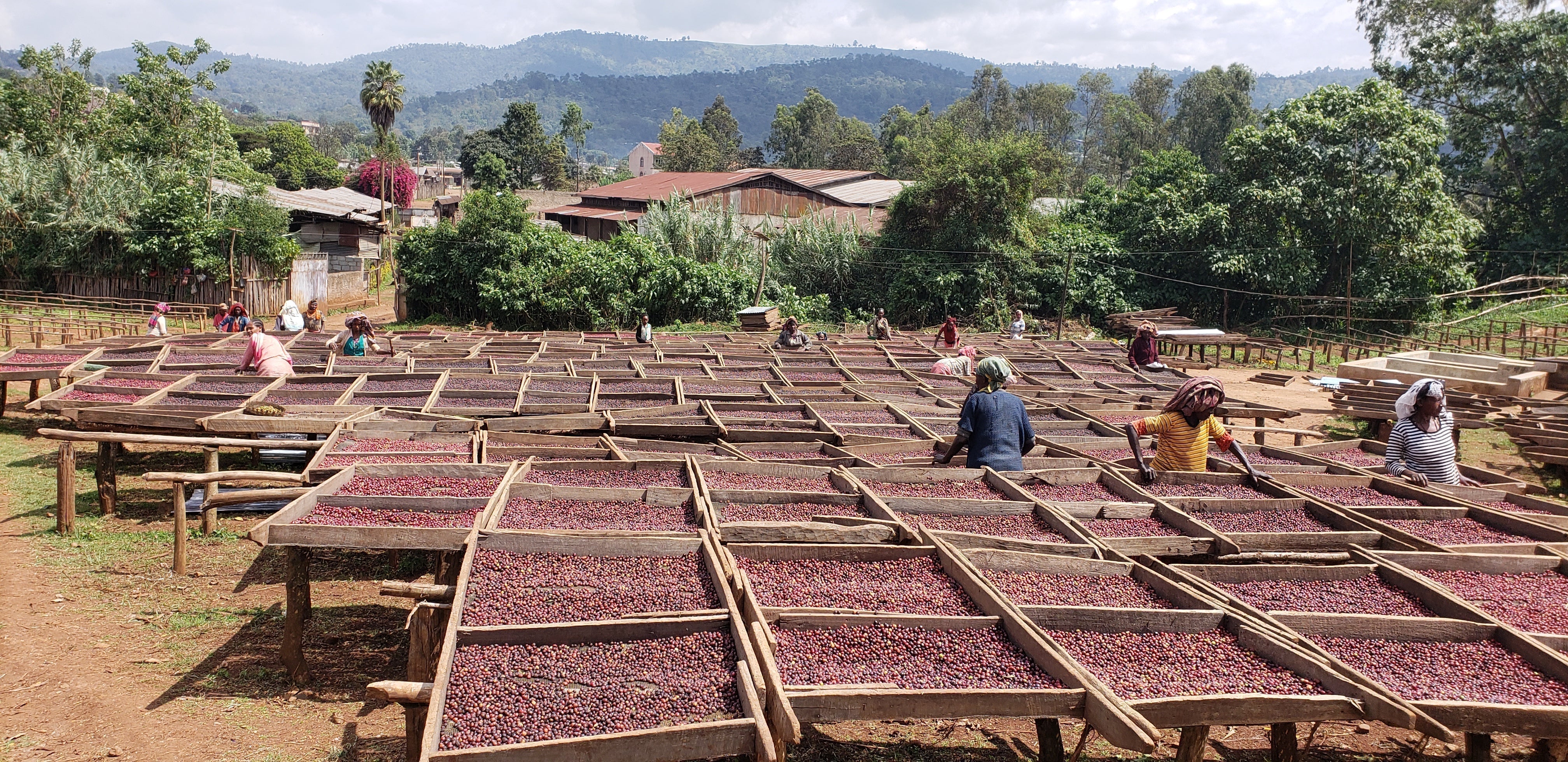 Ethiopia — Wote Konga Natural