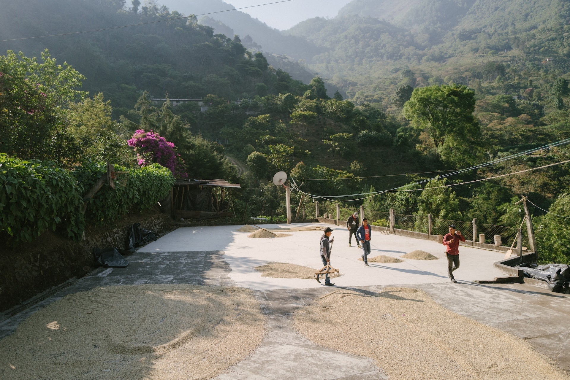 Guatemala  — Alma — Swiss Water® Decaf