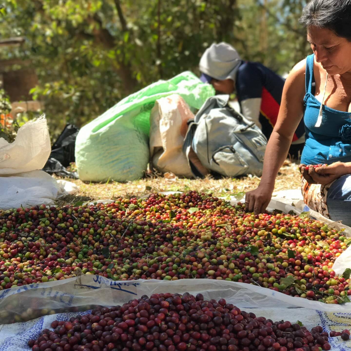 Timberline — Peregrine Roasters Flagship Blend