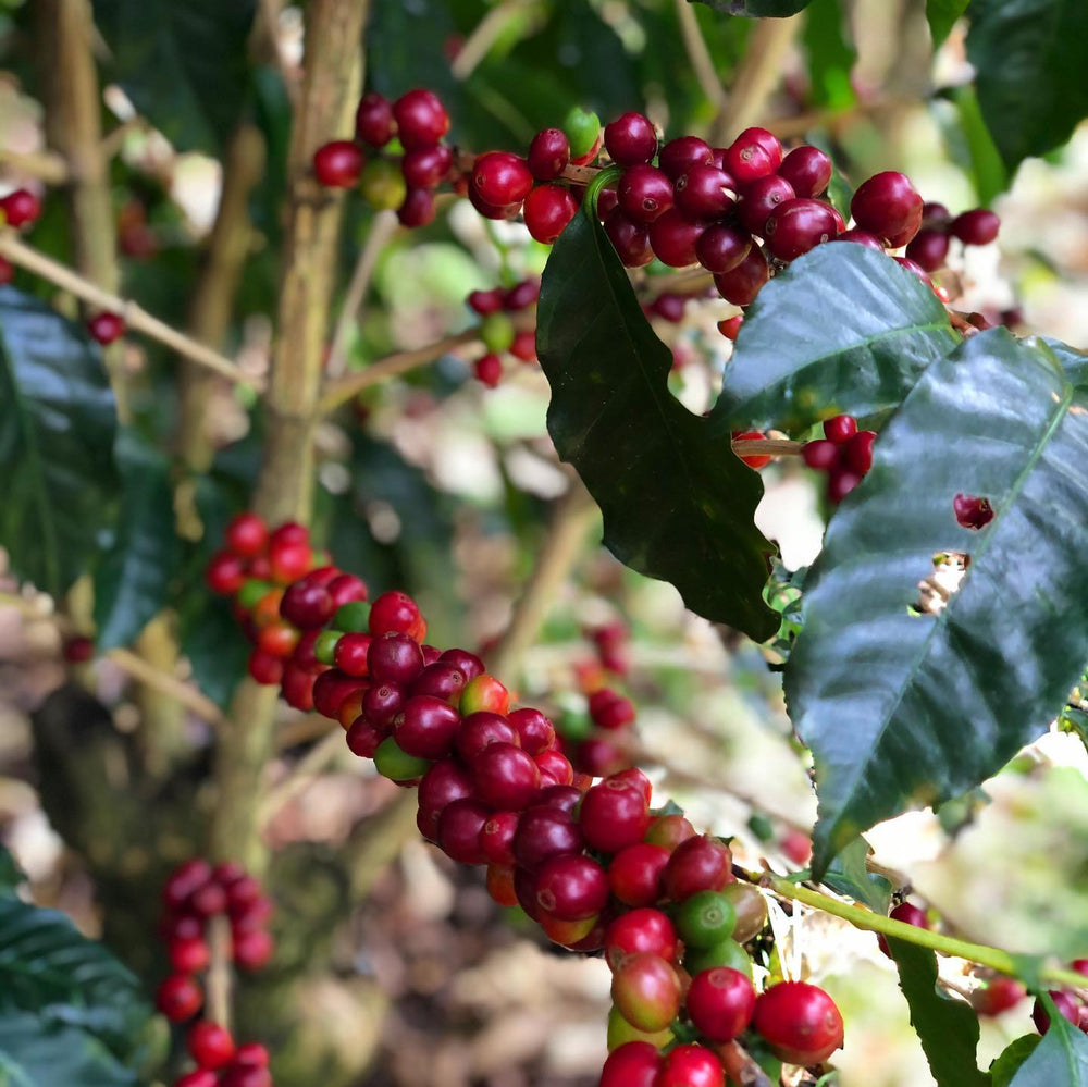 Guatemala — Finca Los Guayabos (Pacamara) – Peregrine Coffee Roasters