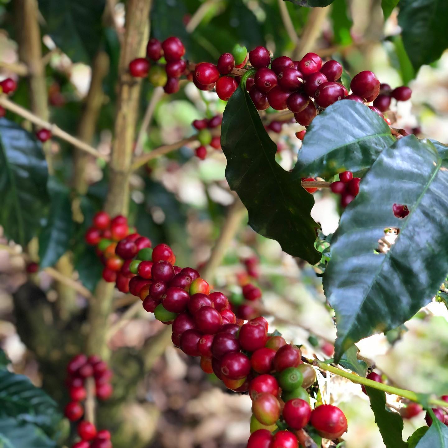Guatemala — Finca Los Guayabos (Pacamara)