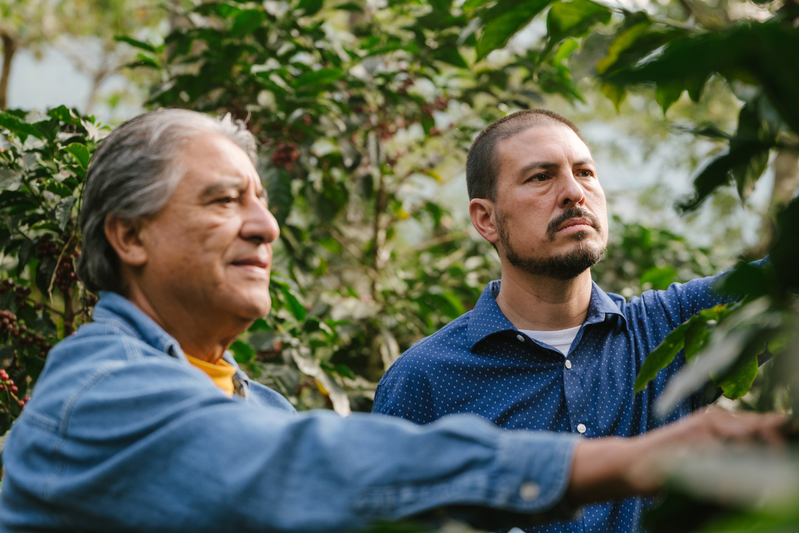 Guatemala — Don Edwin Martinez – Peregrine Coffee Roasters