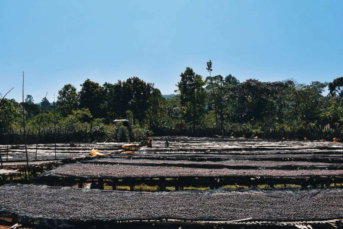 Ethiopia — Bensa Sidama