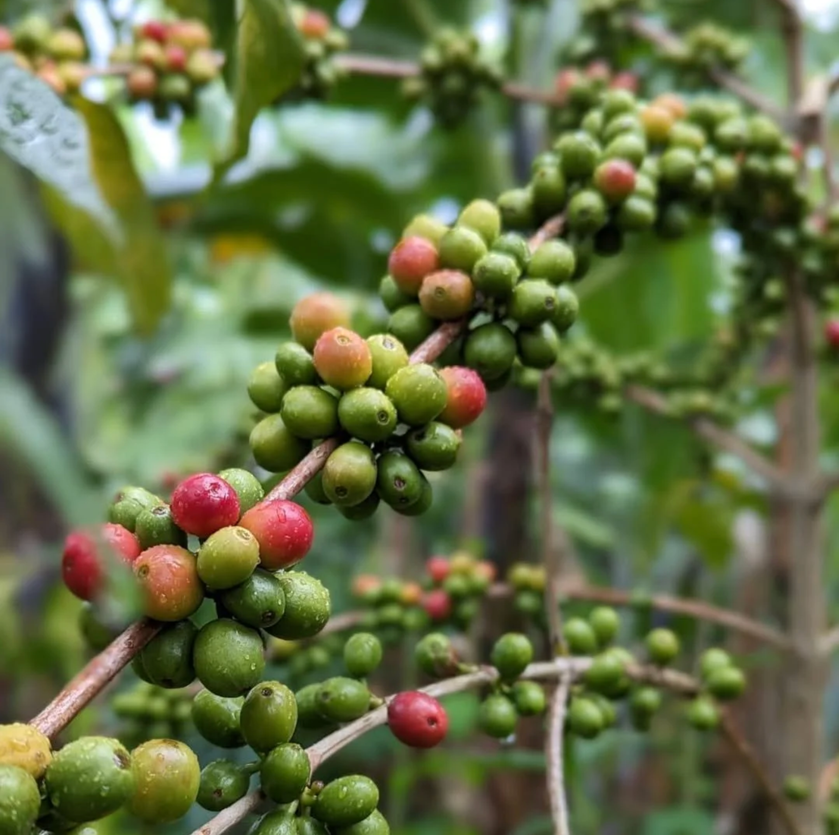 Uganda — Picasso’s Palate