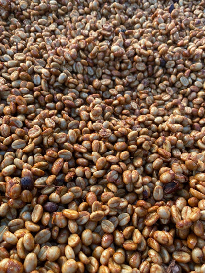 Noe Ochoa's Honey Gesha