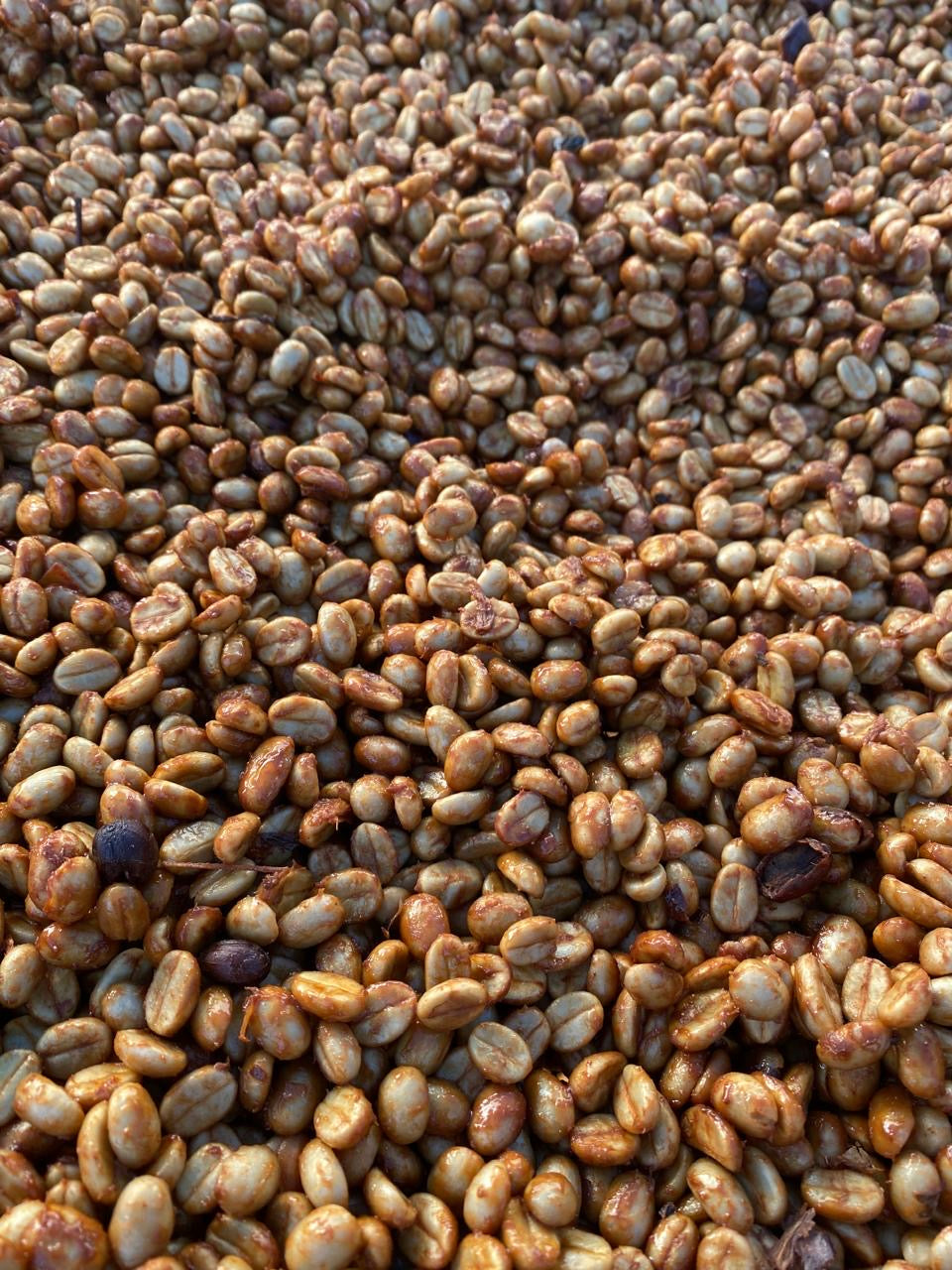 Noe Ochoa's Honey Gesha