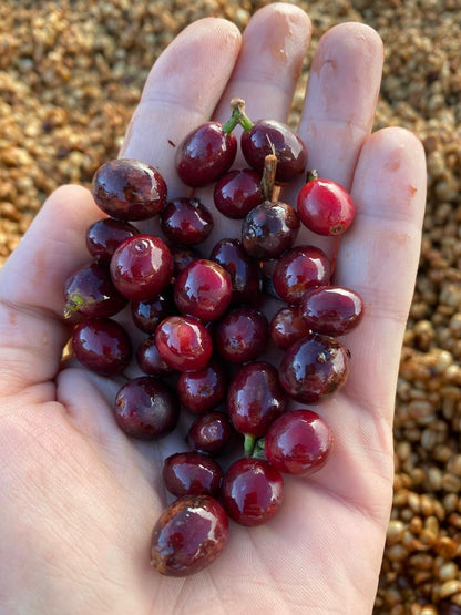 Noe Ochoa's Honey Gesha