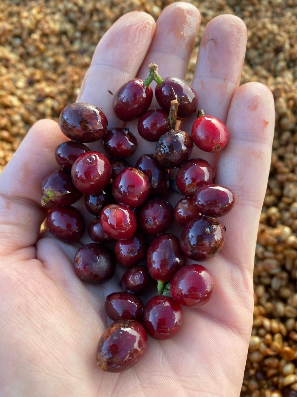 Noe Ochoa's Honey Gesha