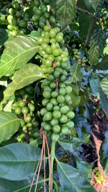 guatemala coffee farm