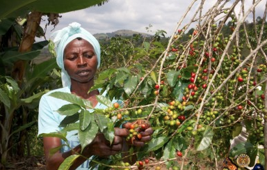 rwanda coffee farm
